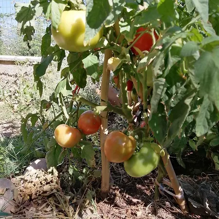 In Starigrad-paklenica 6797 セリネ